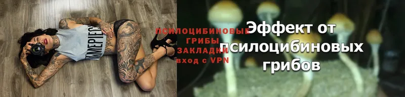 Галлюциногенные грибы Psilocybe  где найти   Асино 